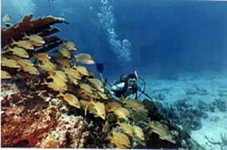 Explora los fondos marinos